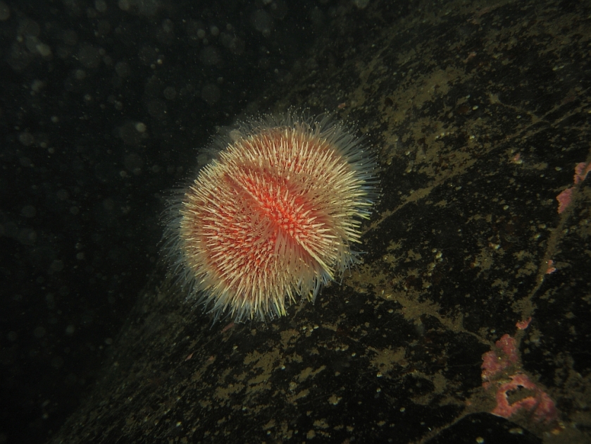 Sea urchin, Eyemouth 15 June 2019