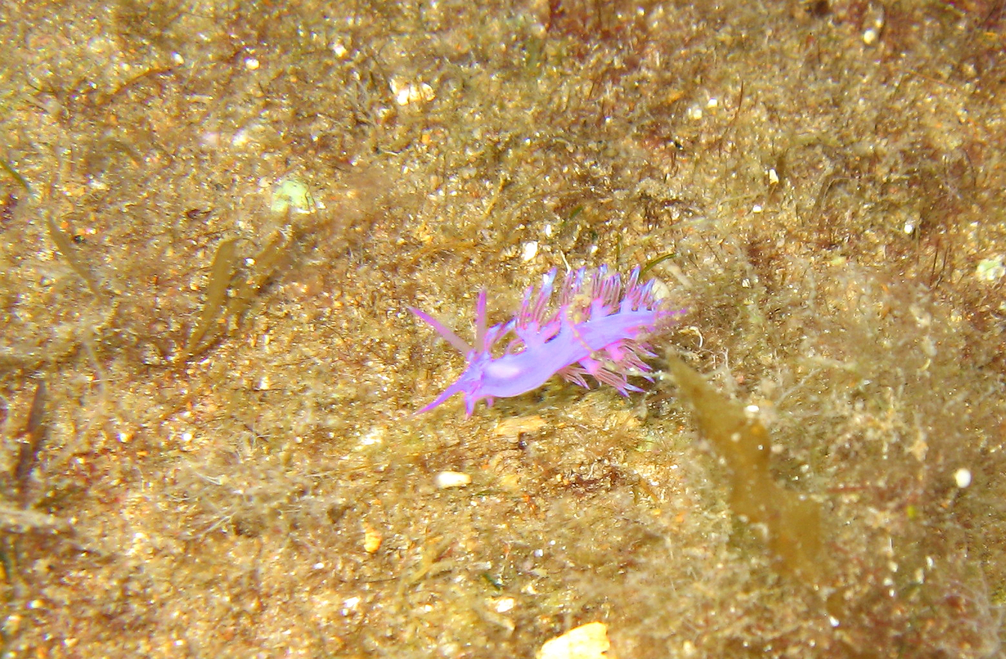 Flabellina Affinis. Nudibranch, Gozo